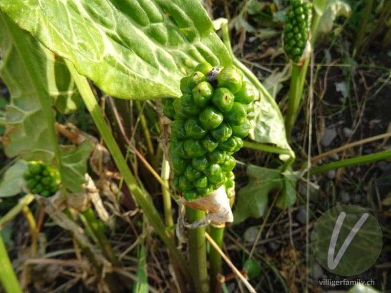 Italienischer Aronstab: Übersicht